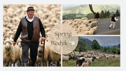 REDYK, THE SPRING TRAILING OF THE SHEEP 🐏🌷