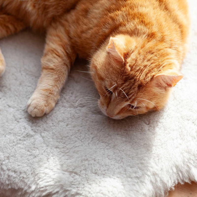 Premium American Jacob Sheepskin Rug β π Premium American Jacob Sheepskin Rug β Cozy Luxury for You & Your Pet.CAT