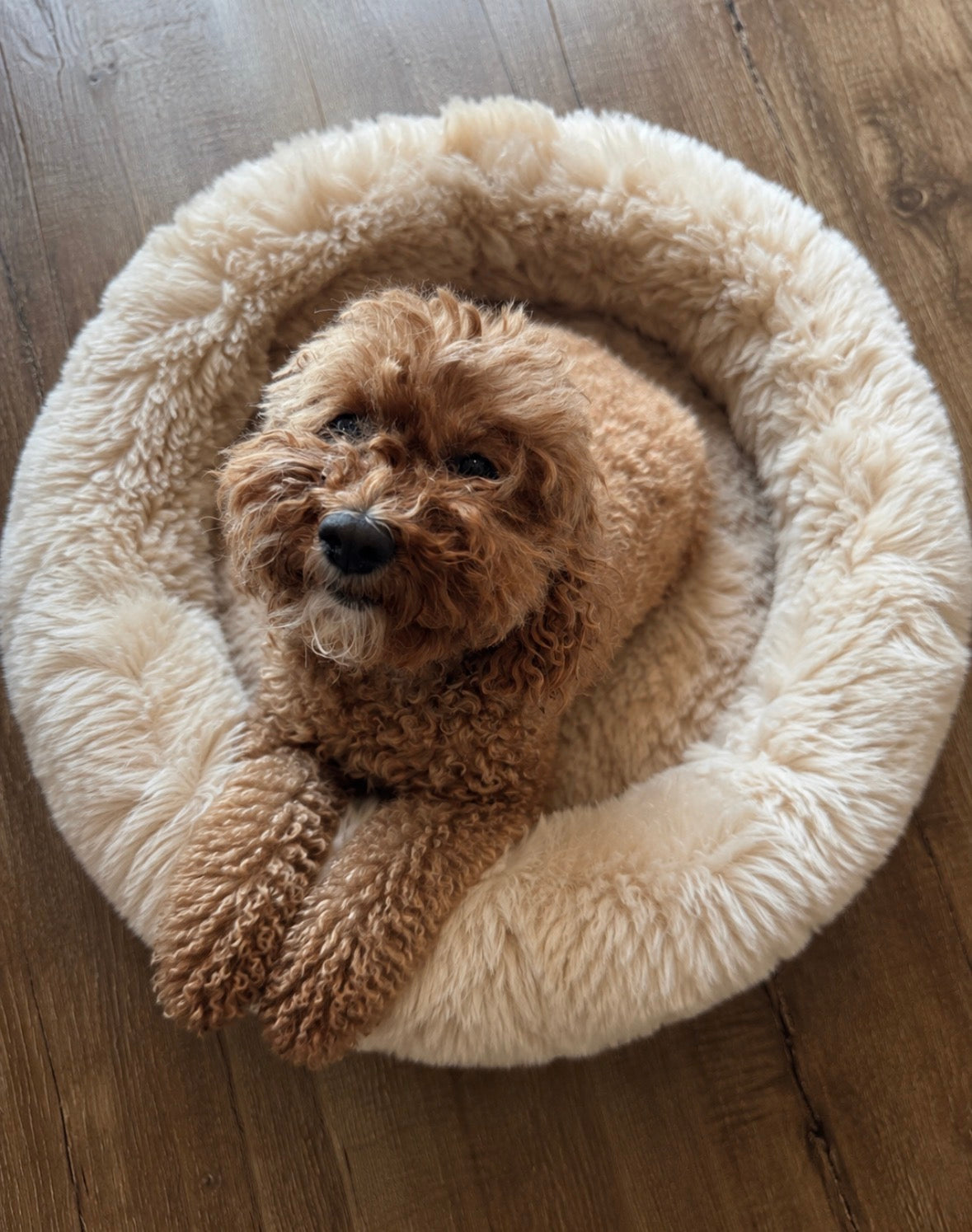 🤍 Merino Sheepskin Pet Bed — Natural Wool Comfort for Cats & Dogs
