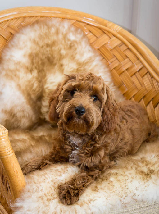 Premium American Jacob Sheepskin Rug – 🐑 Premium American Jacob Sheepskin Rug – Cozy Luxury for You & Your Pet.CAT