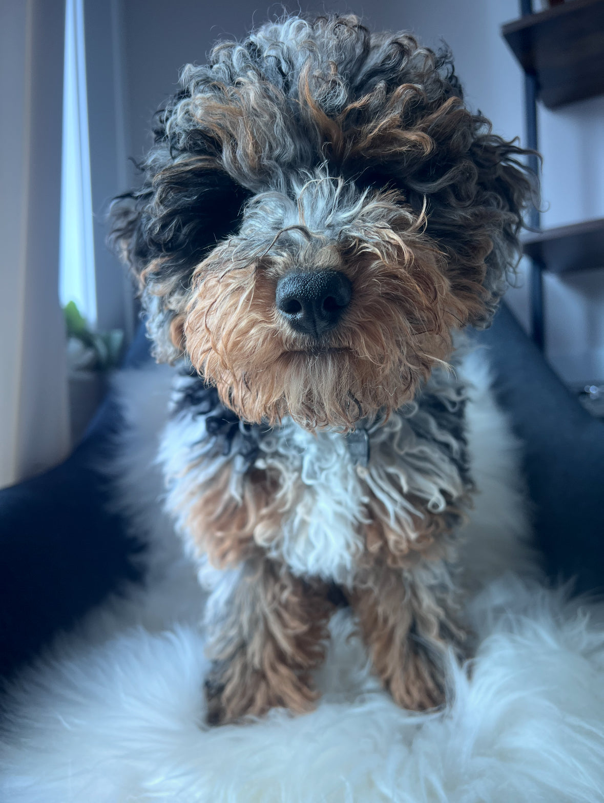 Eco-Friendly Sheepskin Mat – Calming Bed for Anxious Pets | Handmade Matt for Dogs and Cats