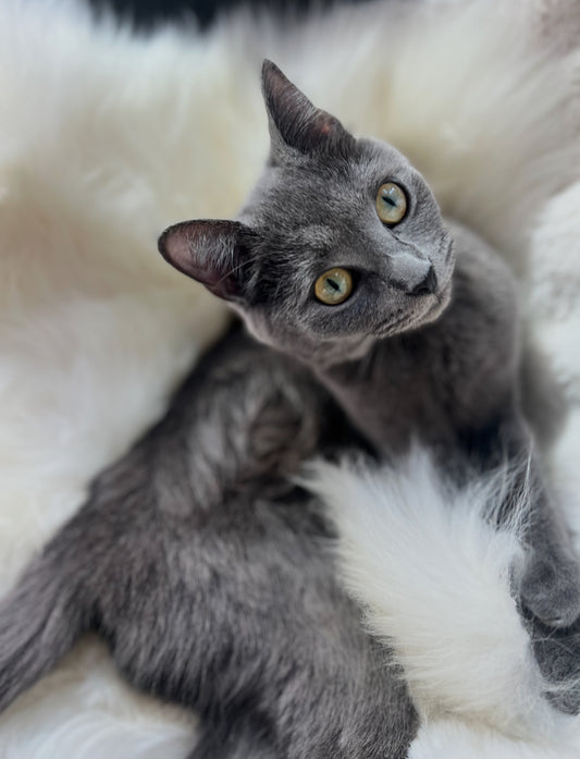 Eco-Friendly Sheepskin Mat – Calming Bed for Anxious Pets | Handmade Matt for Dogs and Cats